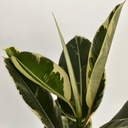 Ficus tineke