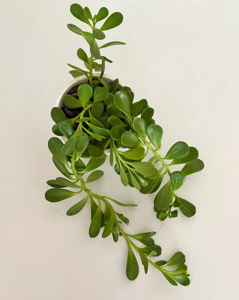 Kleinia petraea (Trailing Jade)