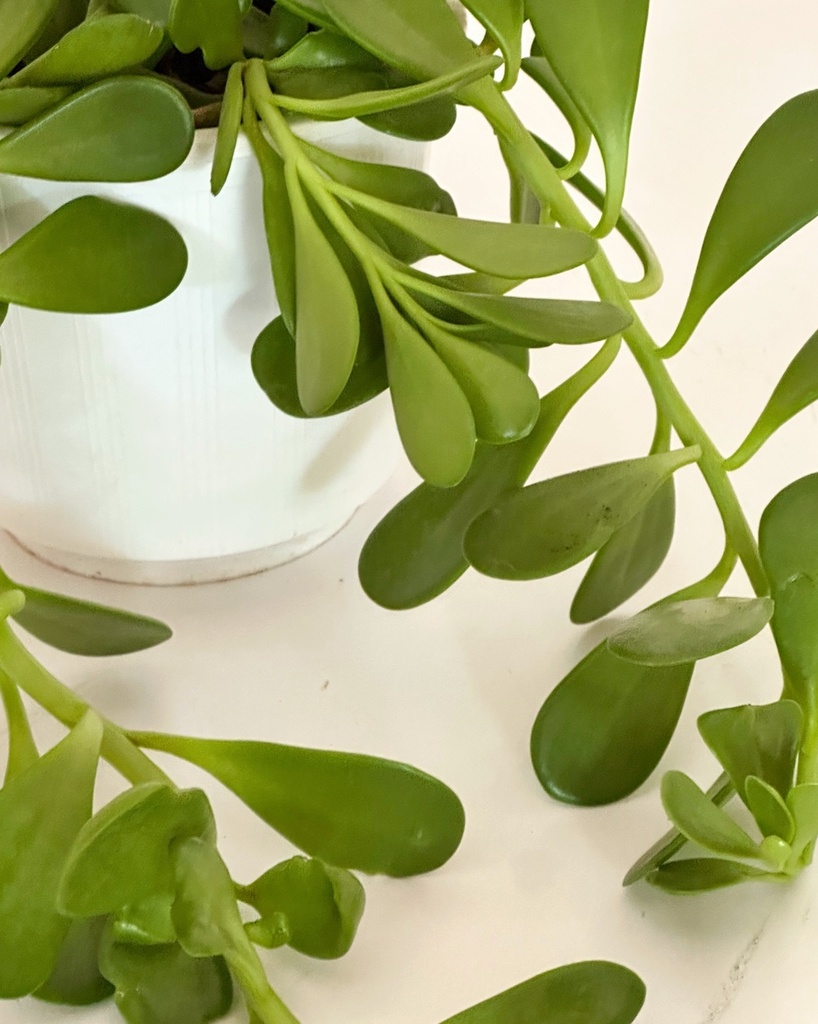 Kleinia petraea (Trailing Jade)