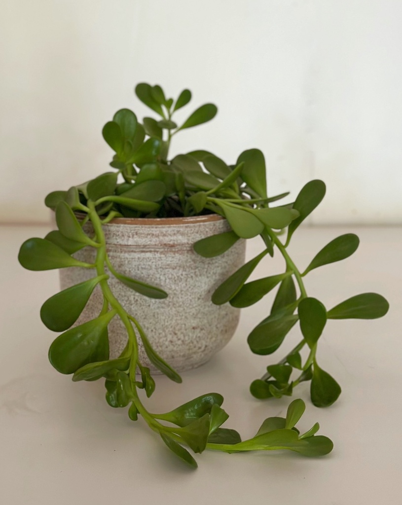 Kleinia petraea (Trailing Jade)