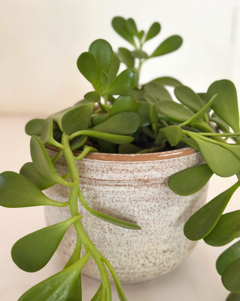 Kleinia petraea (Trailing Jade)