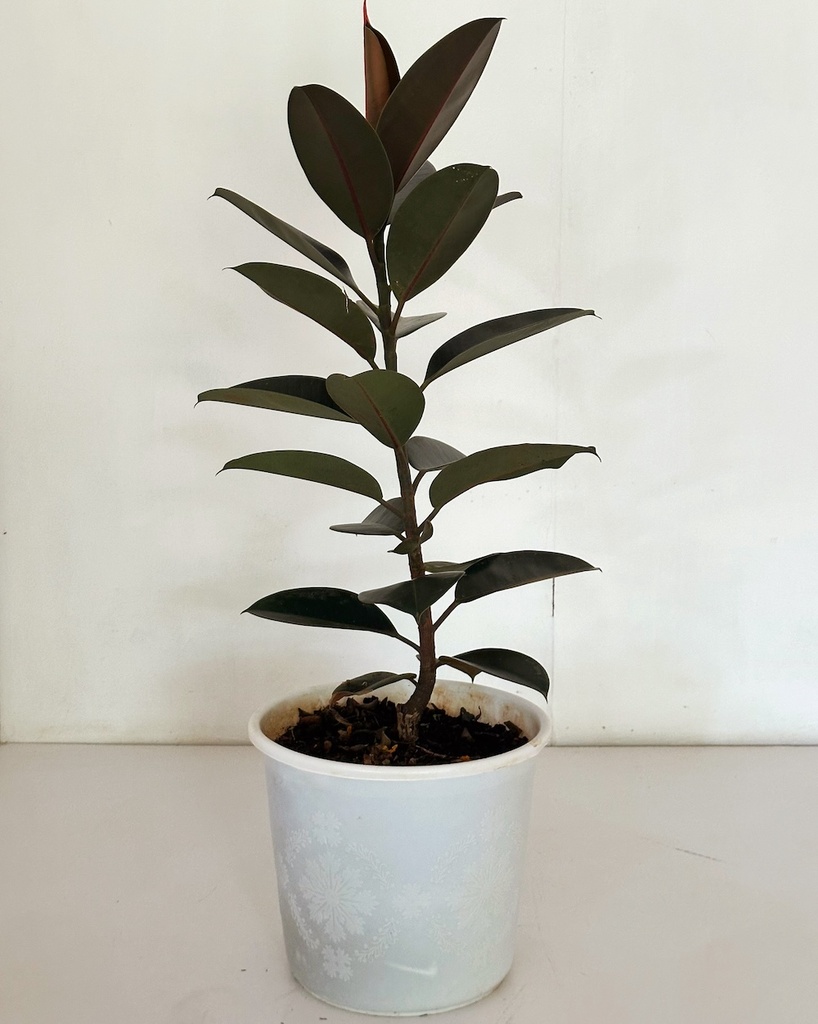 Ficus elastica 'Burgandy'
