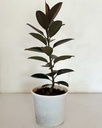 Ficus elastica 'Burgandy'