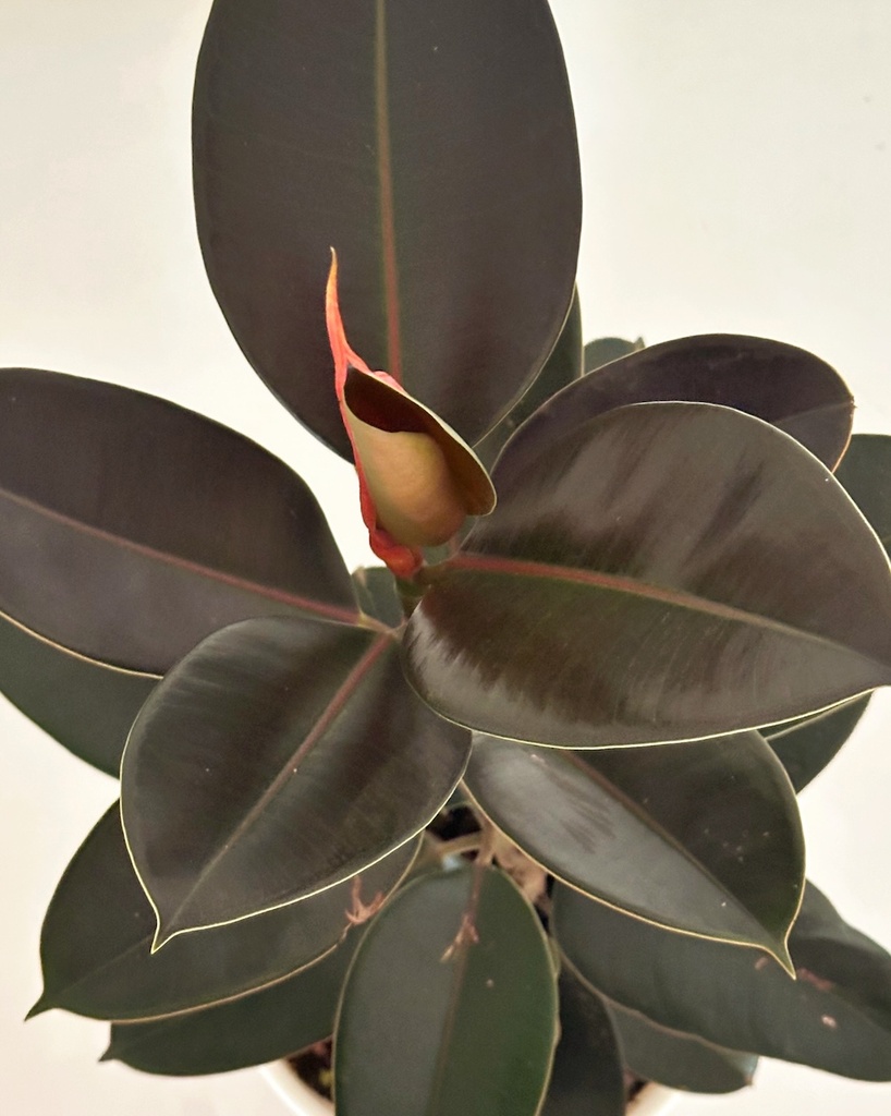 Ficus elastica 'Burgandy'