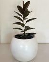 Ficus elastica 'Burgandy'