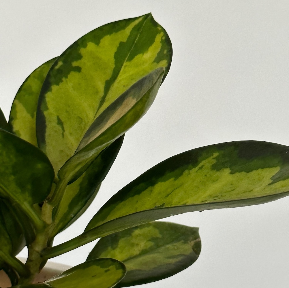 Hoya variegata sp 