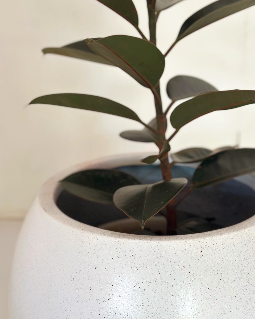 Ficus elastica 'Burgandy'