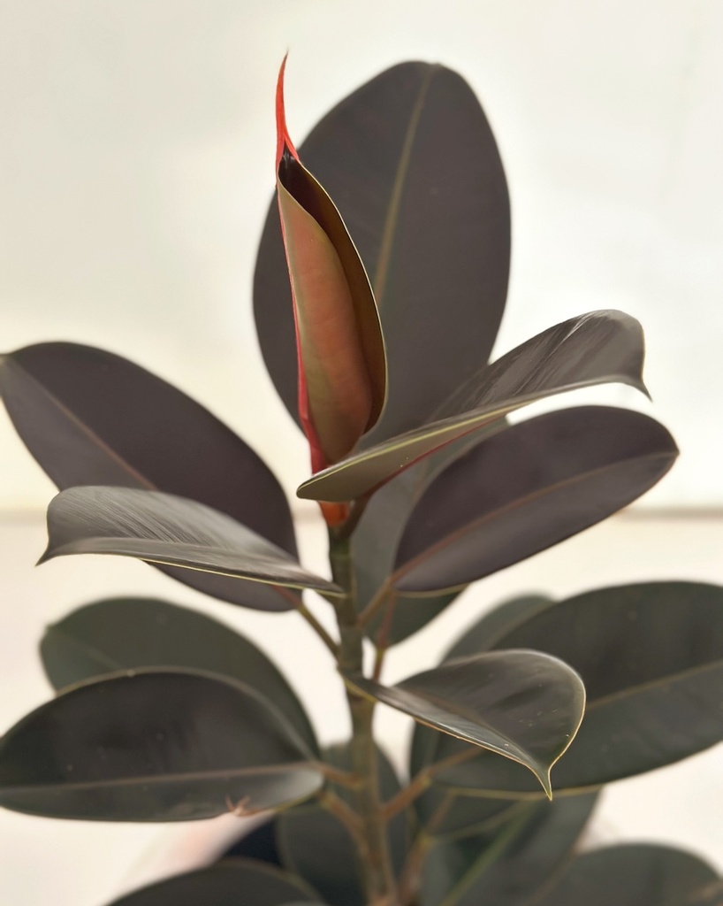 Ficus elastica 'Burgandy'