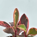 Peperomia obtusifolia 'Red edge variegata'