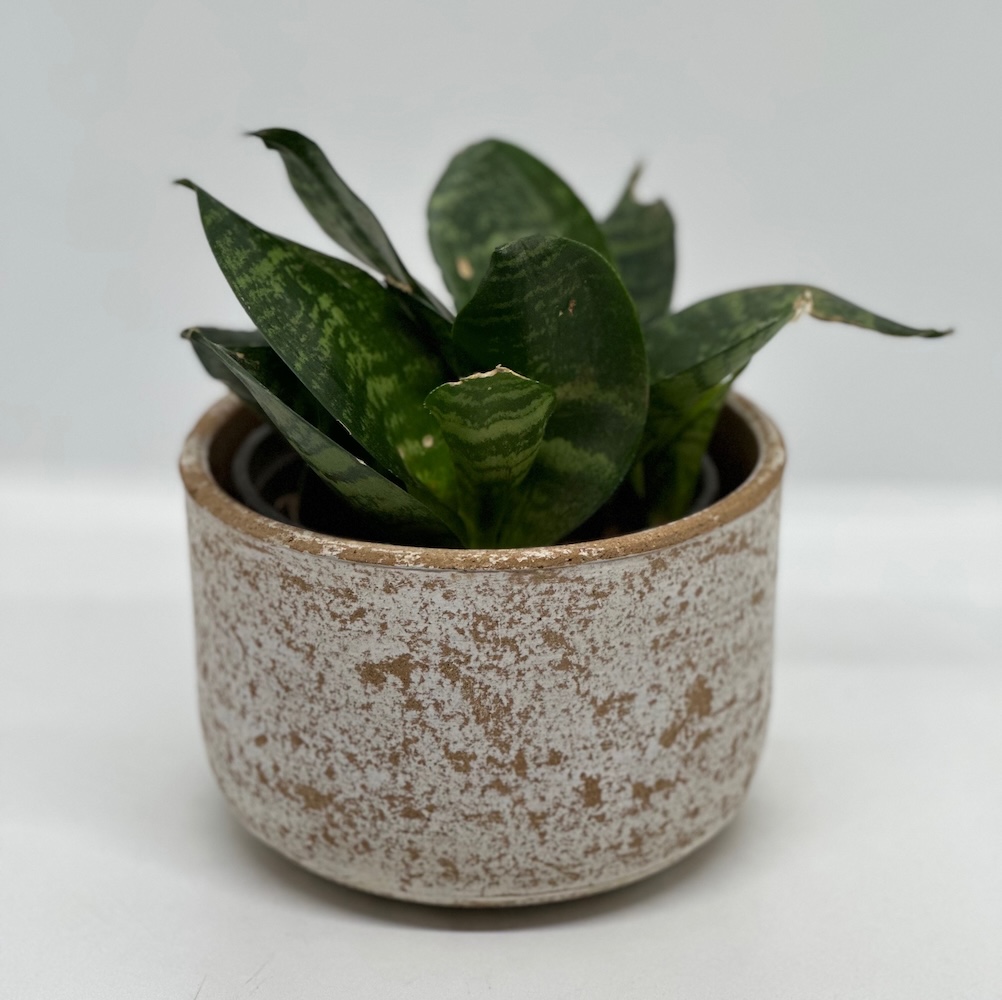 Terracotta Pot 