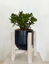 Whoopee Granite with Vikovu stand and plant
