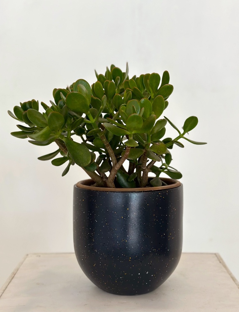 Macho Babu Granite with plant