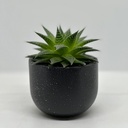 Baby Macho Granite with plant