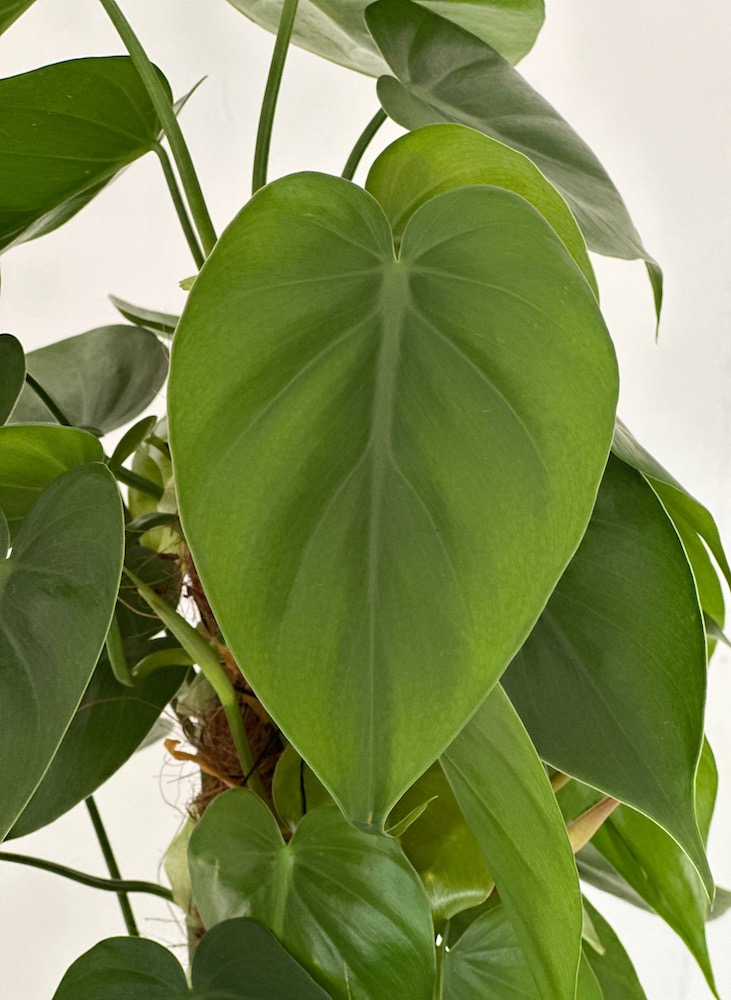 Philodendron hederacaeum