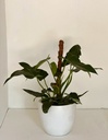 Philodendron sp