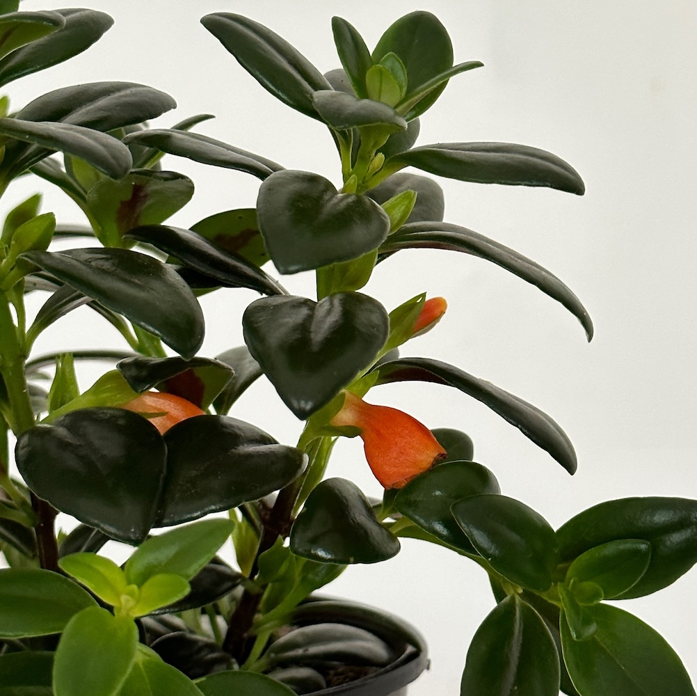Aeschynanthus orange