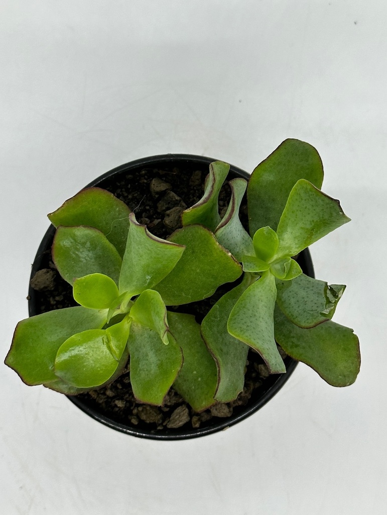 Crassula ovata undulata