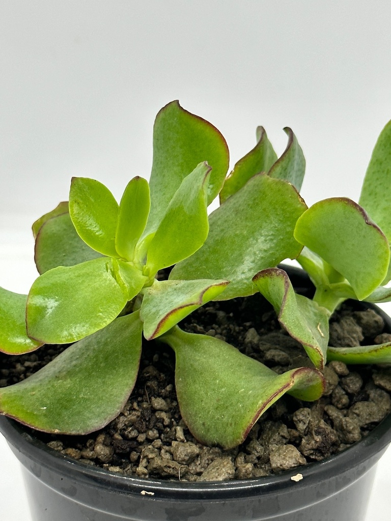Crassula ovata undulata