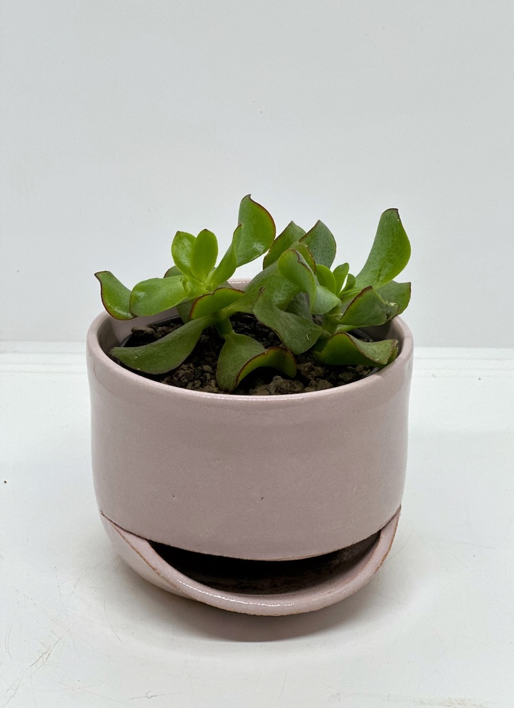 Crassula ovata undulata