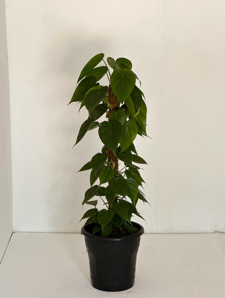 Philodendron hederacaeum