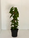 Philodendron hederacaeum