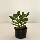 Crassula ovata (Jade Plant)