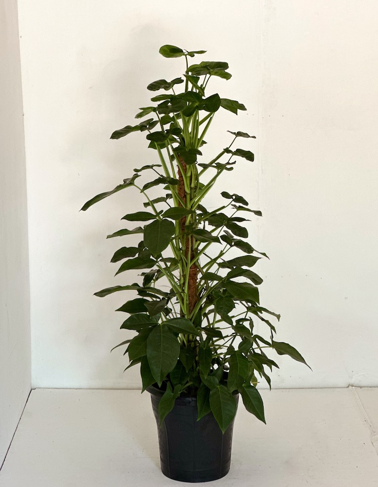 Syngonium angustatum 