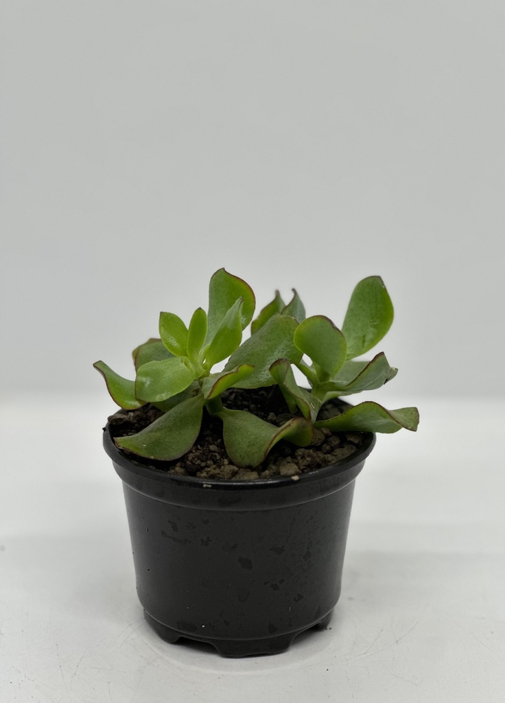 Crassula ovata undulata
