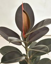 Ficus elastica 'Burgandy'