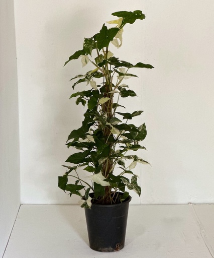 Syngonium podophyllum 'variegata'