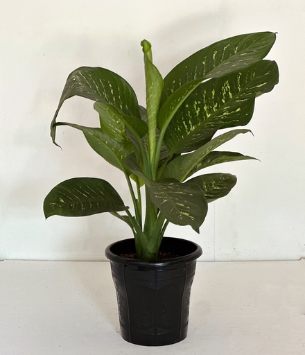 Dieffenbachia sp. (Dumb Cane)