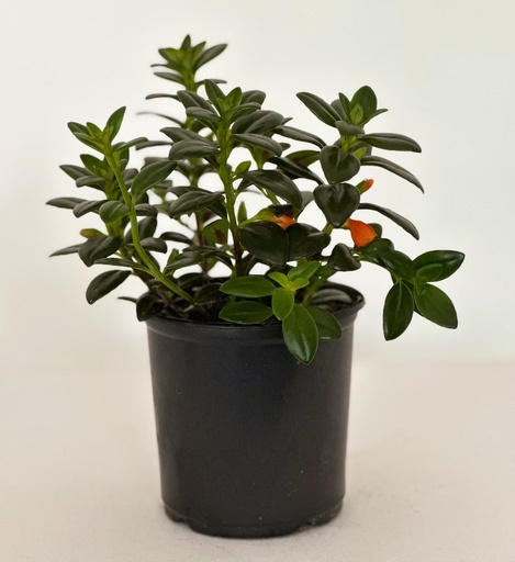 Aeschynanthus orange