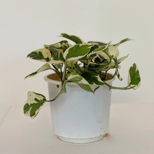 Epipremnum aureum 'N'Joy'