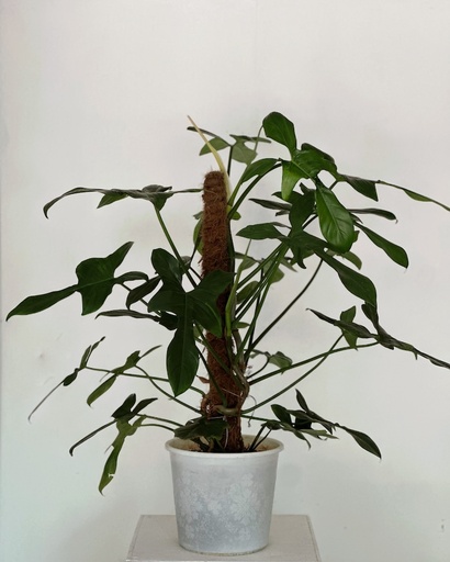 Philodendron pedatum 'Florida'