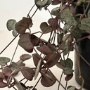 Ceropegia woodii 