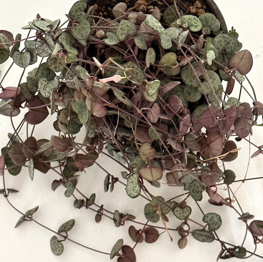 Ceropegia woodii 