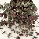 Ceropegia woodii 