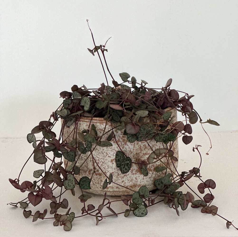 Ceropegia woodii 