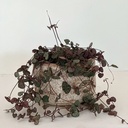 Ceropegia woodii 