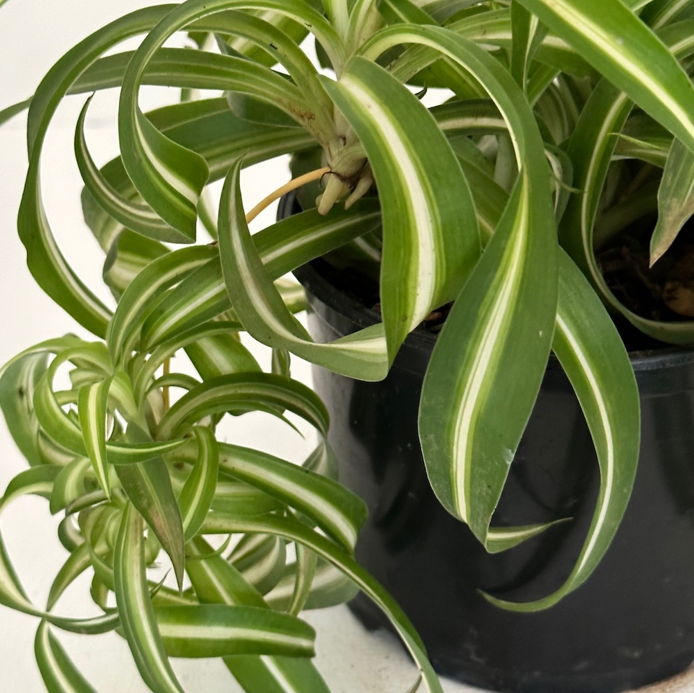 Chlorophytum comosum bonnie