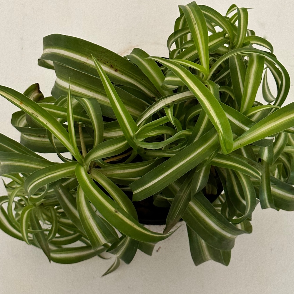 Chlorophytum comosum bonnie