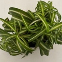 Chlorophytum comosum bonnie