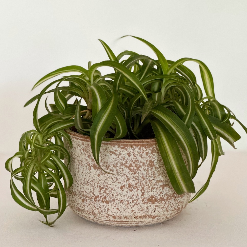 Chlorophytum comosum bonnie