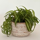 Chlorophytum comosum bonnie