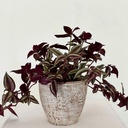 Tradescantia zebrina 