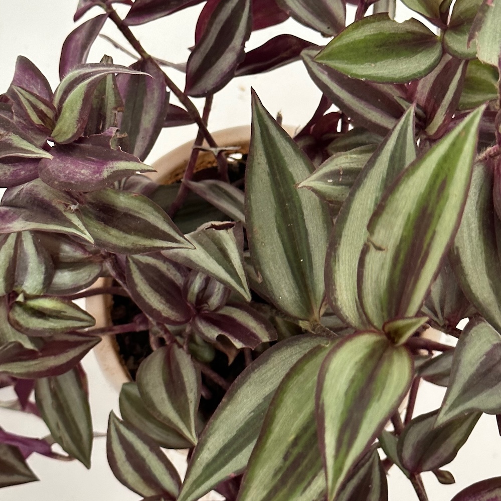 Tradescantia zebrina 
