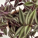 Tradescantia zebrina 