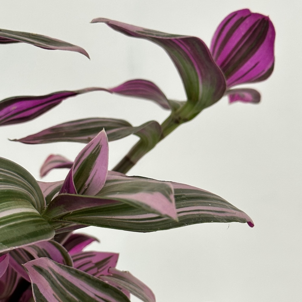 Tradescantia flumensis