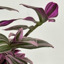 Tradescantia flumensis