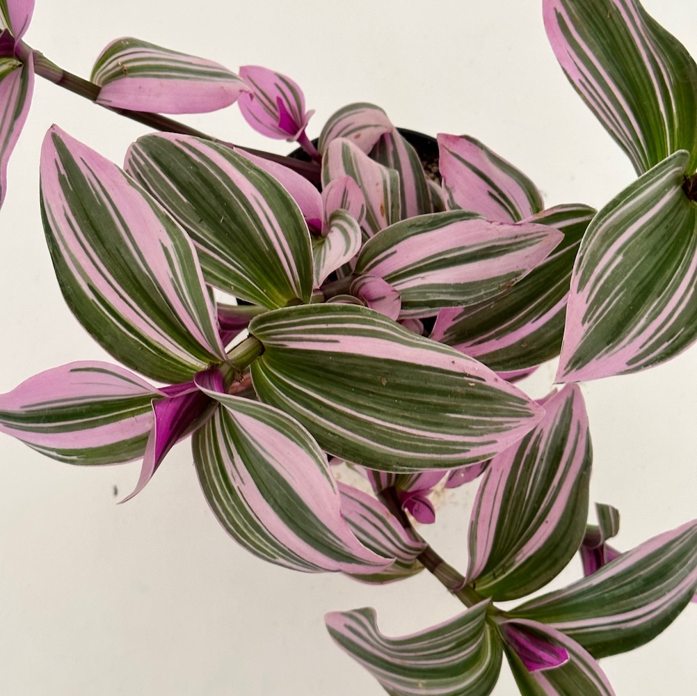 Tradescantia flumensis
